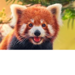 Red Panda Head Quarters