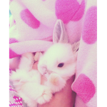 ~*Bunny Bubbles *~