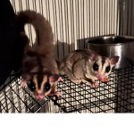 Sloth gliders :D