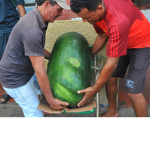 Chill Cucumbers