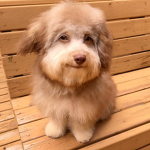 Nori The Human Faced Dog Fan club