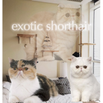 ExoticShorthair
