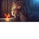 BUTTERFLIES FOR THE QUEENS AND TIGER FOR THE BOYS