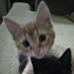 UniKitty Mack