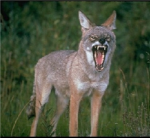 coyote clan