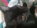 My cat:]
