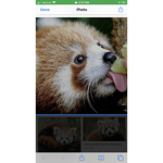 Red Panda Army!