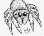 the spider in my bedroom