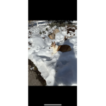 Happy Snow Production