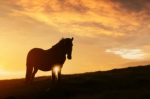 SUNSET MEADOWS GROUP