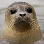 Seal's Igloo