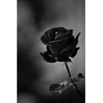 Black Roses <3