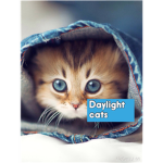 Daylight cats