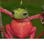 FROG -GEN NOG -GEN CULT