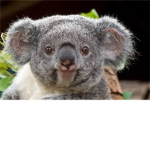 The Man Eating Koalas