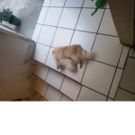 Solo fans de perros entran