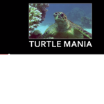 turtle mania is awesome