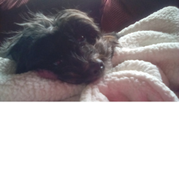 Doggys are so cute so cute world!
