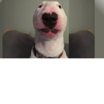 Wealthy dogs