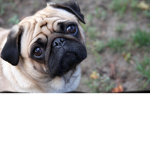 Pug wasn't u to go to hell