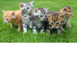 WE LOVE KITTENS AND CATS
