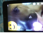 Dogs the dog united