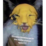 Meow Squad Meow
