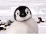 Mr Penguin's Secret Hide out