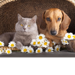 cat and dog fanss