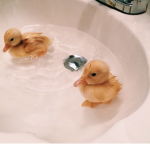 my little ducklingss :)