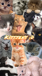 Kittens(:D