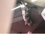 Cats at sea