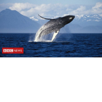 Whale & Bear @rmy