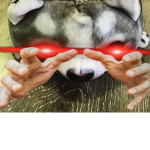 Bob Has Awesome Dogs