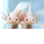 Axolotl,frog,dog fanclub
