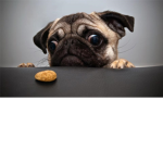 pugs glory