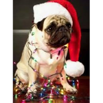 pUg Lfi3 guys