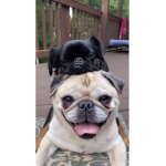 Pug group love the pugs