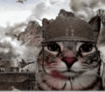 The cats grow