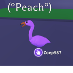 Peach the flamingo group!