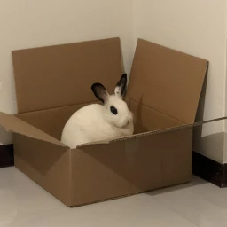 I SAID...PUT the BUNNY BACK in the BOX. icon