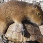 TheCapybarass