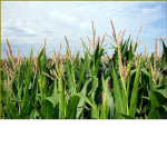 Iowa Farmers
