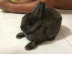 The Rabbits :D
