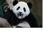 #SUPPORT THE PANDAS