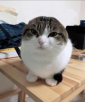 iluvcats28