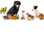 Animal Country