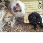 Monkeys and Sloths (Not Max)