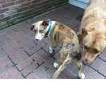 Cute animal girls