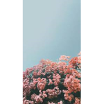 flower...Shop